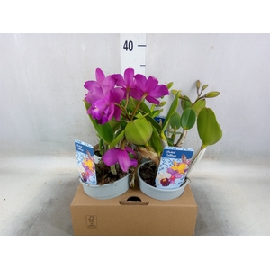 Cattleya   ...