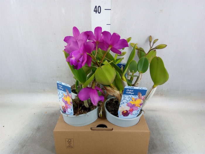 <h4>Cattleya   ...</h4>