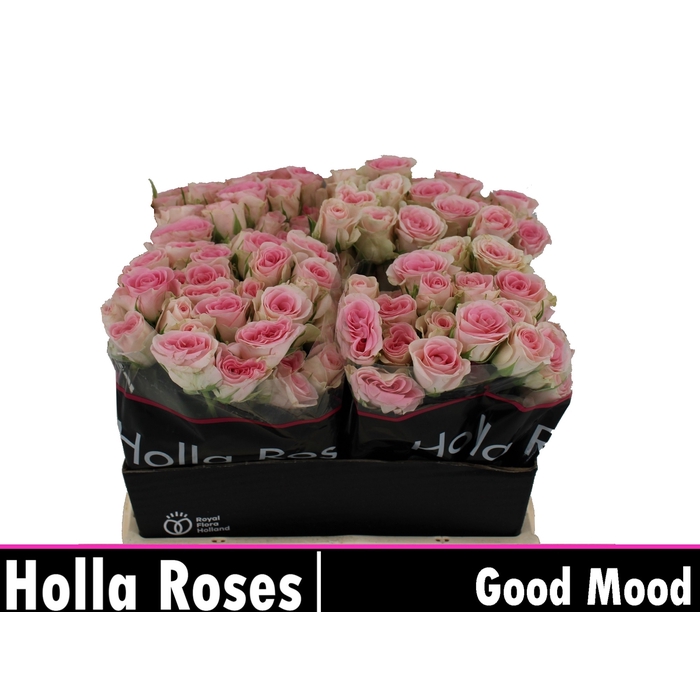 <h4>Good Mood</h4>