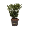 Ilex crenata Dark Green