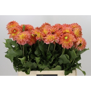 Dahlia Santa Lucia