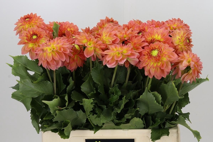 <h4>Dahlia Santa Lucia</h4>