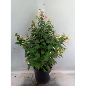 Fuchsia  'Walz Jubelteen'