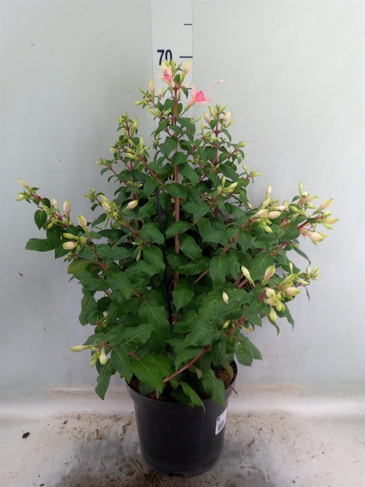 <h4>Fuchsia  'Walz Jubelteen'</h4>