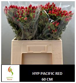 HYP PACIFIC RED