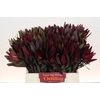 Leucadendron Saf Sunset Dark R.