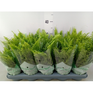 Nephrolepis exal. 'Green Moment'