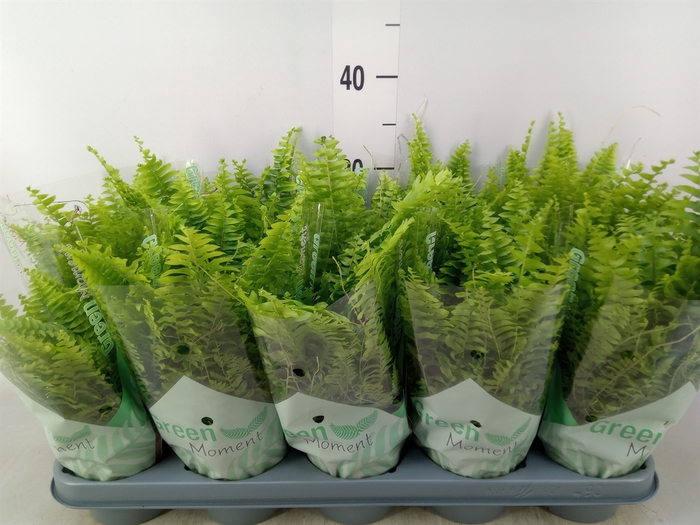 <h4>Nephrolepis exal. 'Green Moment'</h4>