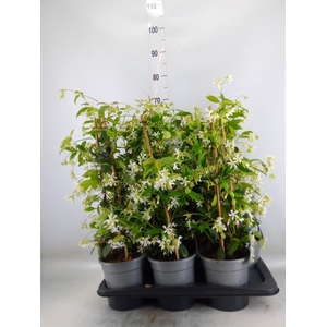 Trachelospermum jasm.