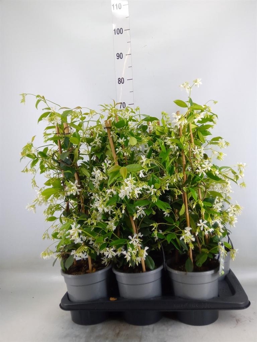 <h4>Trachelospermum jasm.</h4>