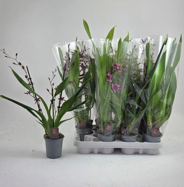 <h4>ORCHIDEEEN GEM</h4>