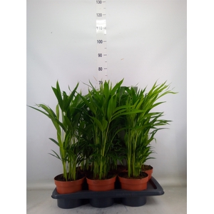 Dypsis lutescens   ...Chrysalidoca