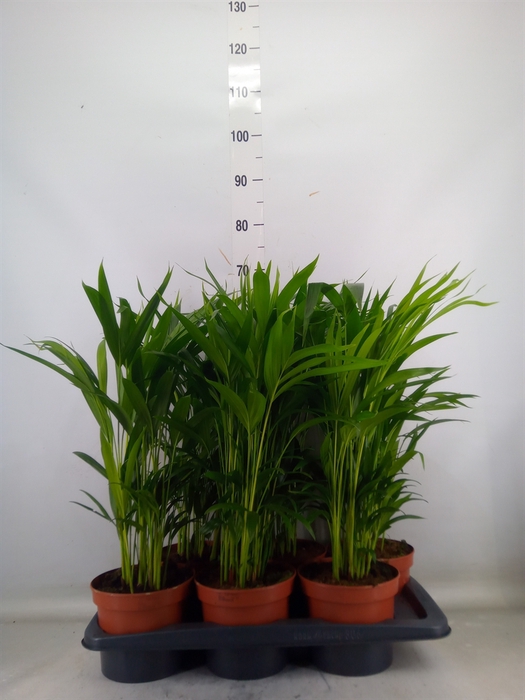<h4>Dypsis lutescens   ...Chrysalidoca</h4>