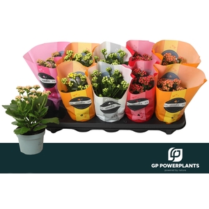 KAL GE PERF GEM 5 KL