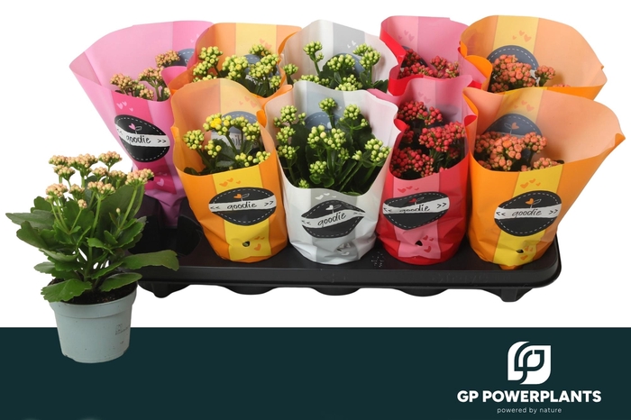 <h4>KAL GE PERF GEM 5 KL</h4>