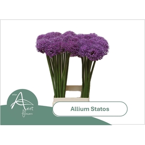 ALLIUM  'STRATOS'