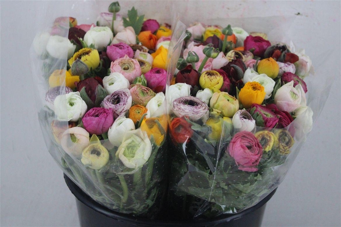 <h4>Ran Elegance Mixed</h4>