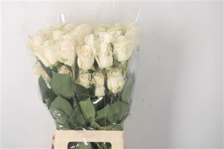 <h4>R Gr Ec Vendela</h4>