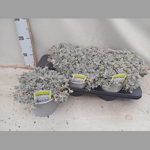 SEDUM OV
