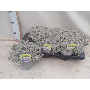 SEDUM OV