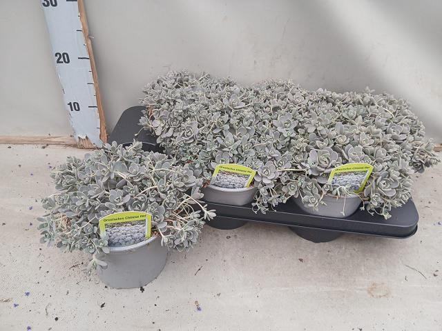 <h4>SEDUM OV</h4>