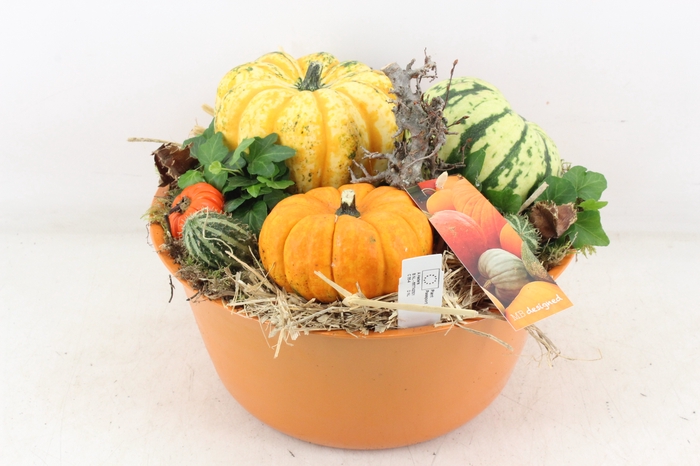 <h4>arr4 Sierfruit MB - Zink oranje hoog XL</h4>