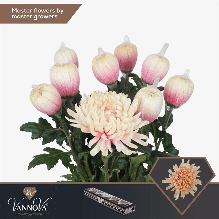 <h4>Painted Chr G Antonov Soft Peach</h4>