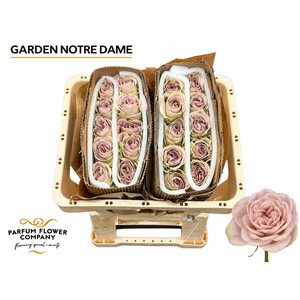 Rosa Garden Notre Dame