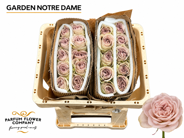 <h4>Rosa Garden Notre Dame</h4>