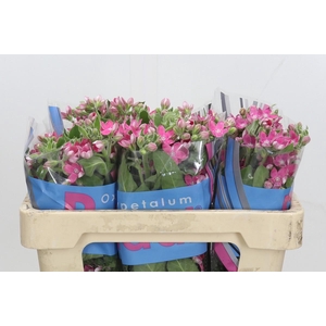 Oxypetalum Bridal Diana