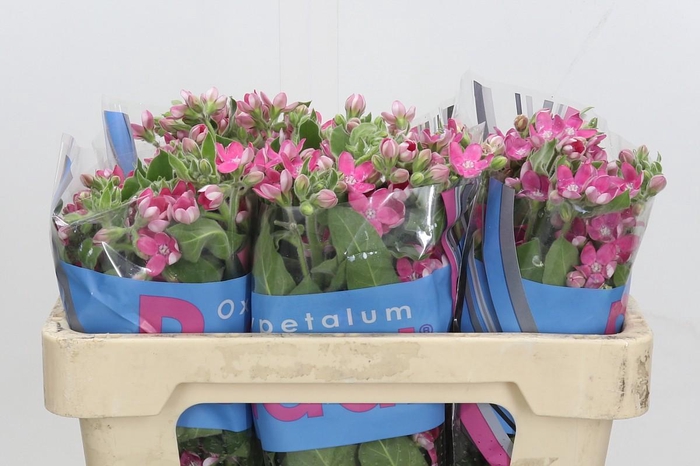 Oxypetalum Bridal Diana