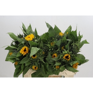 Helianthus Orange Fire