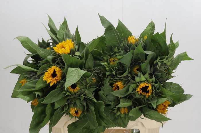 <h4>Helianthus Orange Fire</h4>