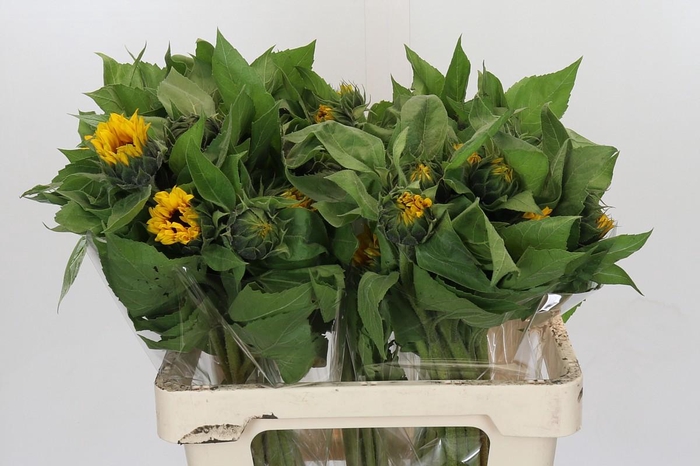 <h4>Helianthus Orange Fire</h4>