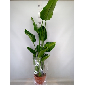 Strelitzia nicolai