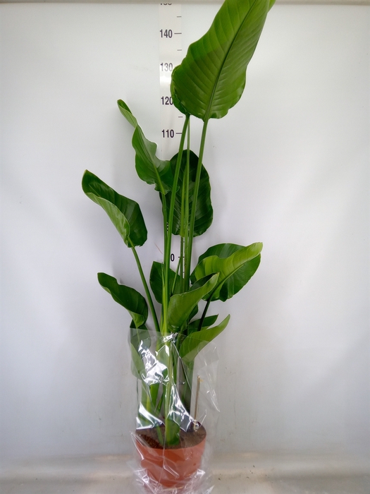 <h4>Strelitzia nicolai</h4>