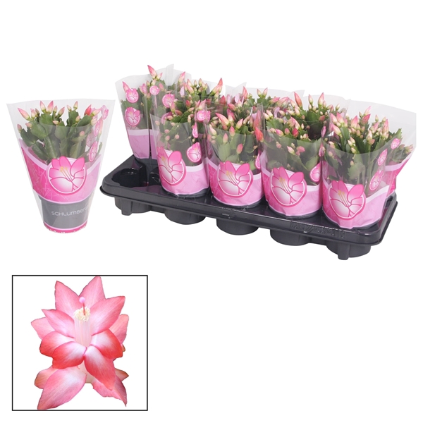 <h4>Schlumbergera - 10,5 cm - Pink (Russian)</h4>