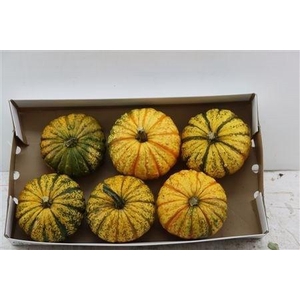 CUCURBITA PEPO