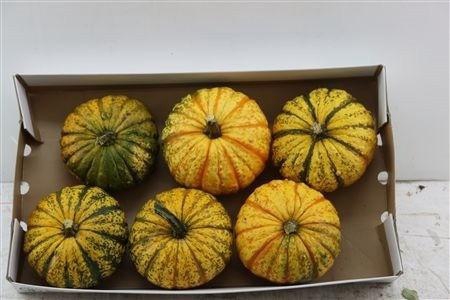 <h4>CUCURBITA PEPO</h4>