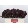 Leucadendron Saf Sunset Dark R.