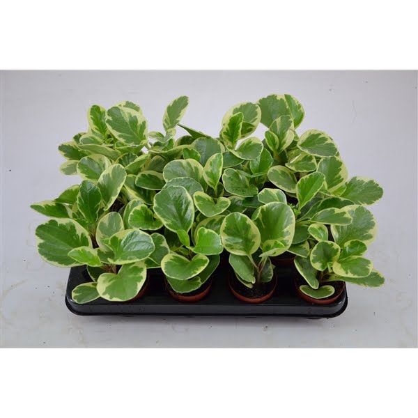 <h4>peperomia 7 cm. Variegata USA</h4>