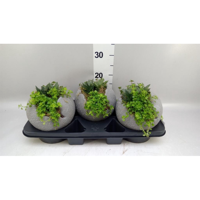 <h4>Arr.   Kamerplant Groen L%</h4>