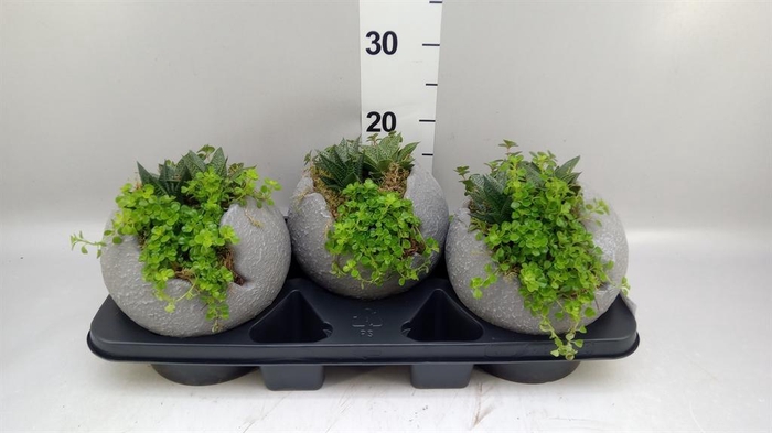 Arr.   Kamerplant Groen L%