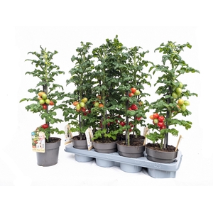 TOMATENPLANTEN