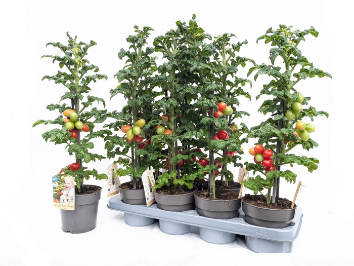 <h4>TOMATENPLANTEN</h4>