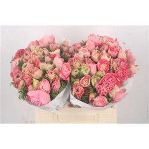 Anemone Levante Pink