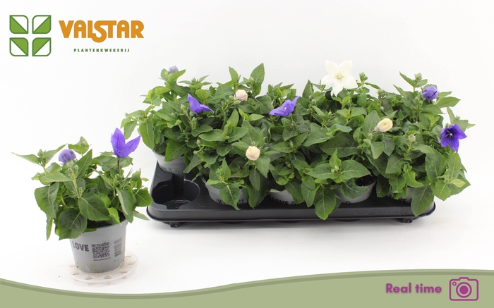 <h4>PLATYCO GR GEM</h4>