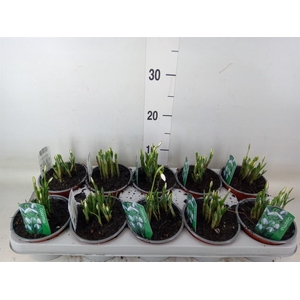 Galanthus nivalis   ...in pot