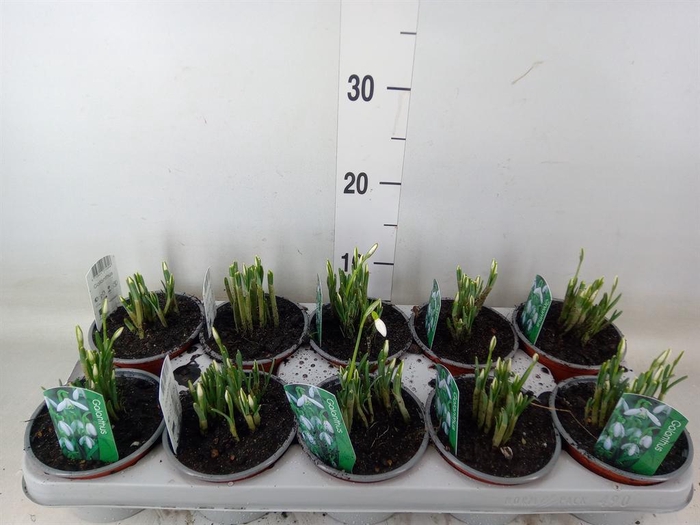 <h4>Galanthus nivalis ...in pot</h4>