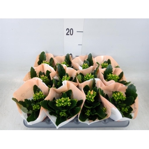 Kalanchoe blos. 'African Robbie'